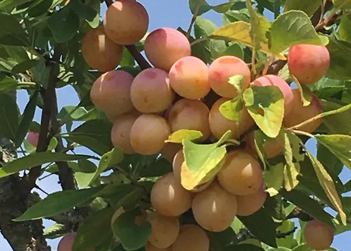 Charmante Maison Au Coeur Des Vergers Avec Cheminee, Jardin Secret Et Jeux Pour Enfants - Fr-1-585-151 *